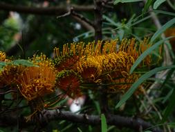 Grevillea Robusta Flowers Yellow