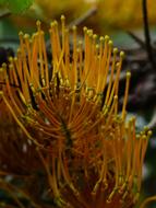 Grevillea Robusta Flowers Yellow