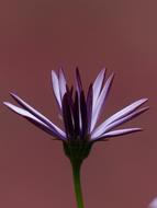 Cape Basket Flowers Light Purple