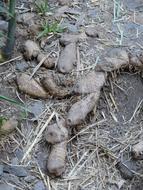 Root Tubers Bamboo