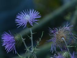 blue Thistle flowers close-up on blurred background