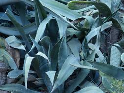 Agave Leaves Spiny