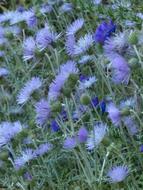 Steal Thistle Blossom