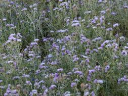 Steal-Thistle Blossom