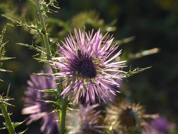 purple Steal-Thistle flowers Blossom