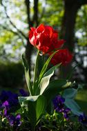 Close-up of the beautiful, red tulip and other colorful flowers, with the green leaves, in the spring