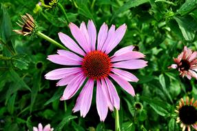wondrous Coneflower Echinacea Purple
