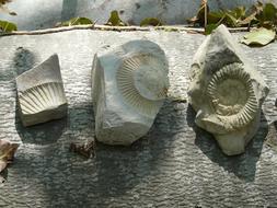 Fossils Ammonites Stones