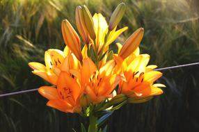orange lilies under the rays of the summer sun