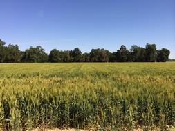 Wheat Field Blue