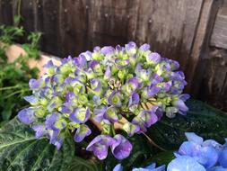 Hydrangea, Purple Bloom at wooden wall