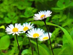 blooming daisies on a background of greenery