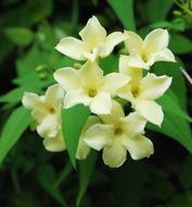 Jasmine Fragrance Flower white