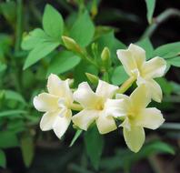 wonderful Jasmine Fragrance Flower