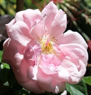 Close-up of the beautiful, blossoming, pink and yellow rose flower, in sunlight