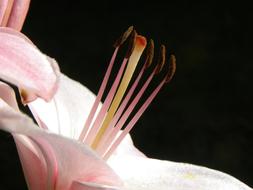 pink Lily Flower Stamp