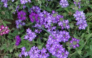 wondrous Primrose flowers