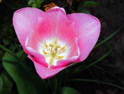 pink Tulip Flower Blossom in garden