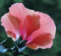 pink Bloom Hibiscus