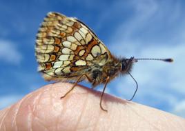 brown butterfly on the finger