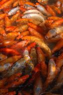 Orange Fishes in water