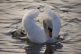 Swan bird swimming in Water