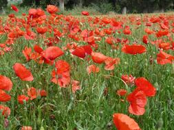 Poppy Red blooms