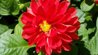 dahlia bush with red flower