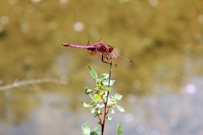 Dragonfly Beetle