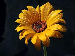 Rain Dew Flowers