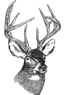 Head Deer Tailed