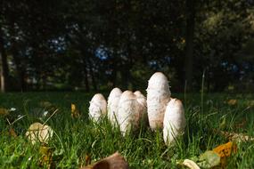 Coprinus Mushrooms Meadow