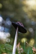 Mushroom Meadow