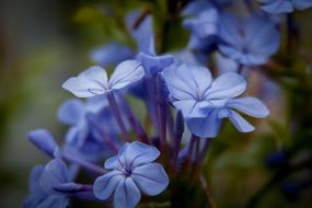 Plumbago Flowers