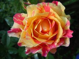 wonderful Rose red yellow Blossom