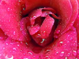 Pink Rose Bloom with water drops