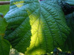 sunlight on a green walnut leaf