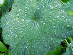 Frauenmantel Leaves Close Up