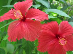 Close-up of the beautiful, blooming, red and yellow hibiscus flowers, among the green leaves