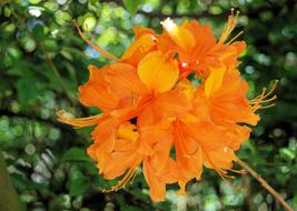 Azalea Orange Flowers