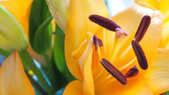 Lilies Pistil Bouquet yellow