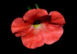 red petunia flower on black background