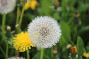 different dandelions in a blurred background