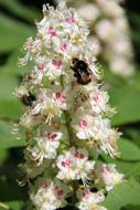 Bumblebee feeding on Chestnut Flowers