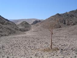 Desert Dry Tree