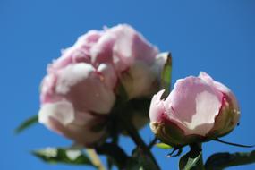 Common Peony Blossom and blue sky