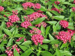 Pink Tiny Flowers in garden