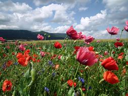 Field Of Poppies landscape