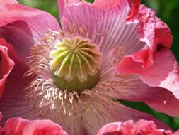 center of pink Poppy close up