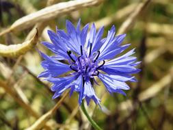 Cornflower Blue flowers